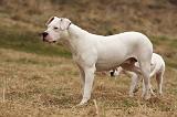 DOGUE ARGENTIN 226
